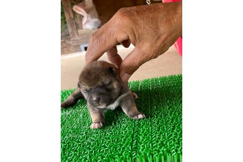 広島県で柴犬の子犬を探す ブリーダーナビ