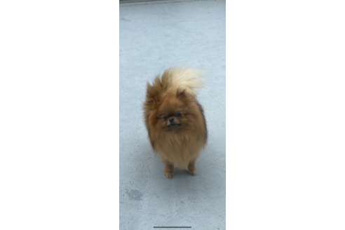 販売中のポメラニアンの親犬