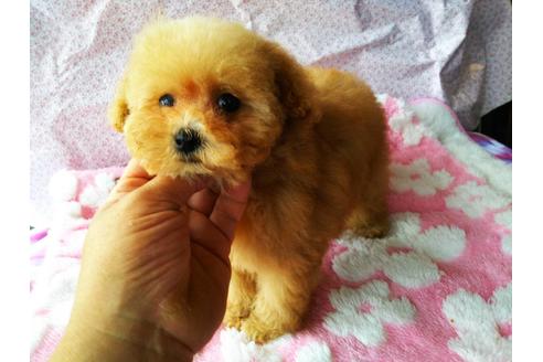 栃木県のティーカッププードル 女の子 21 03 13生まれ とーてもかわいいプーちゃんです 子犬id 1360 ブリーダーナビ