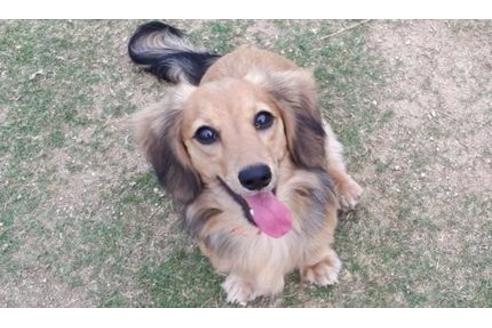 販売中のミニチュアダックスフンド(ロングヘアード)の親犬
