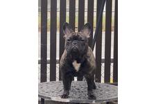 池田浪尋ブリーダー