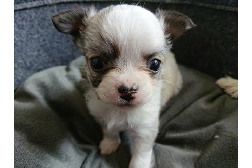 広島県でチワワの子犬を探す ブリーダーナビ