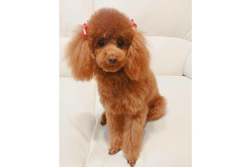 販売中のミックス犬の親犬