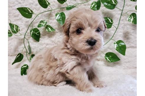 長崎県のミックス犬 女の子 21 04 27生まれ 可愛いmix ペキ トイプー 女の子 子犬id ブリーダーナビ