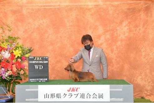 販売中のカニンヘンダックスフンド(ロングヘアード)の親犬