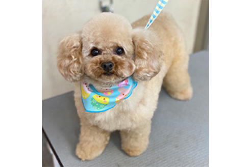 販売中のティーカッププードルの親犬