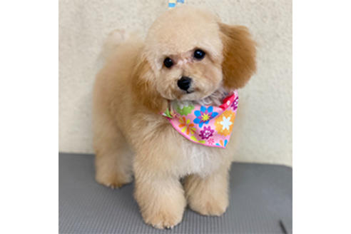 販売中のティーカッププードルの親犬