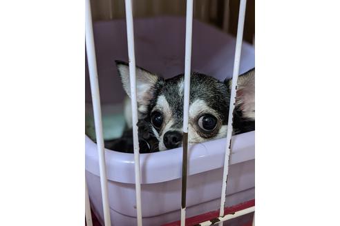販売中のチワワ(スムースコート)の親犬