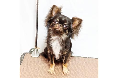 販売中のチワワ(スムースコート)の親犬