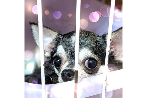 販売中のチワワ(スムースコート)の親犬