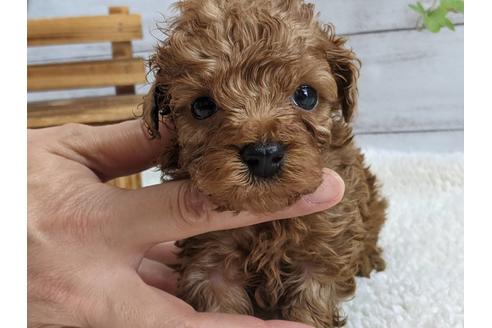 静岡県でトイプードルの子犬を探す ブリーダーナビ