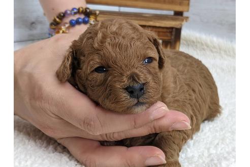 静岡県でトイプードルの子犬を探す ブリーダーナビ