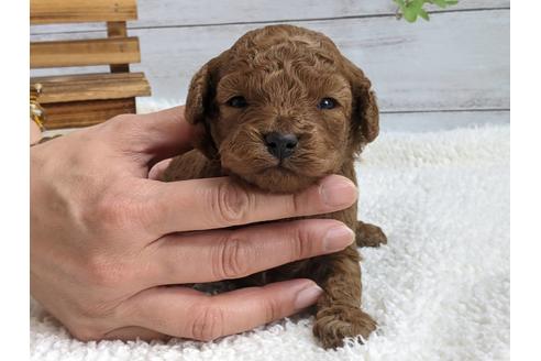 静岡県でトイプードルの子犬を探す ブリーダーナビ