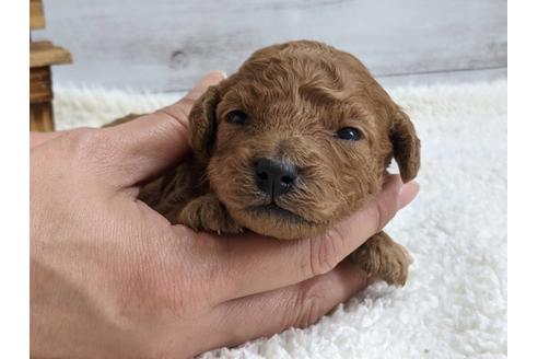 静岡県でトイプードルの子犬を探す ブリーダーナビ