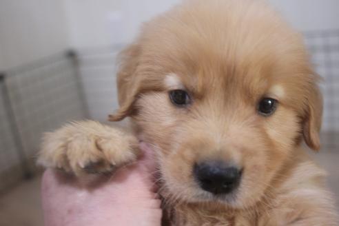北海道でゴールデンレトリーバーの子犬を探す ブリーダーナビ