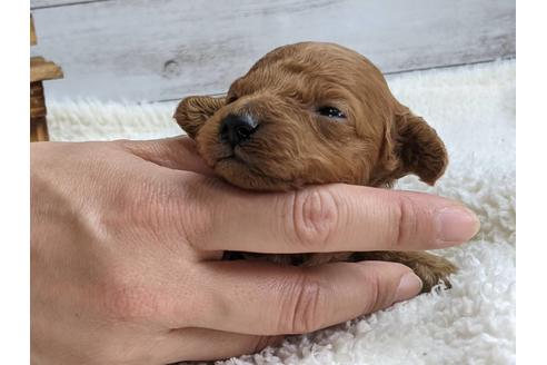 静岡県でトイプードルの子犬を探す ブリーダーナビ