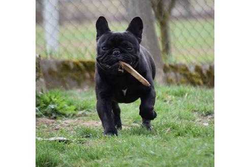 販売中のフレンチブルドッグの親犬