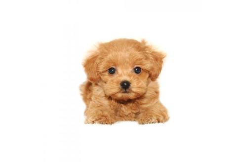 ミックス犬の子犬を探す ブリーダーナビ ミックス犬の子犬を探す ブリーダーナビ