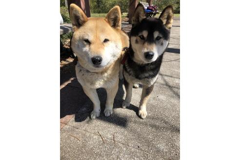 販売中の柴犬の親犬