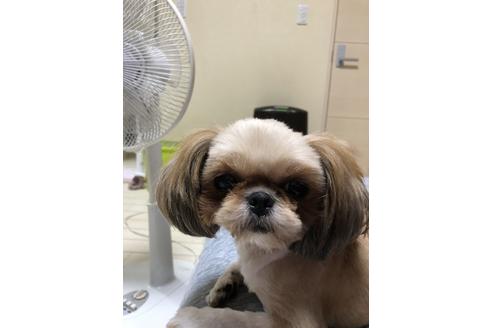 販売中のシーズーの親犬