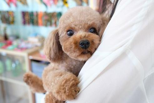 販売中のトイプードルの親犬
