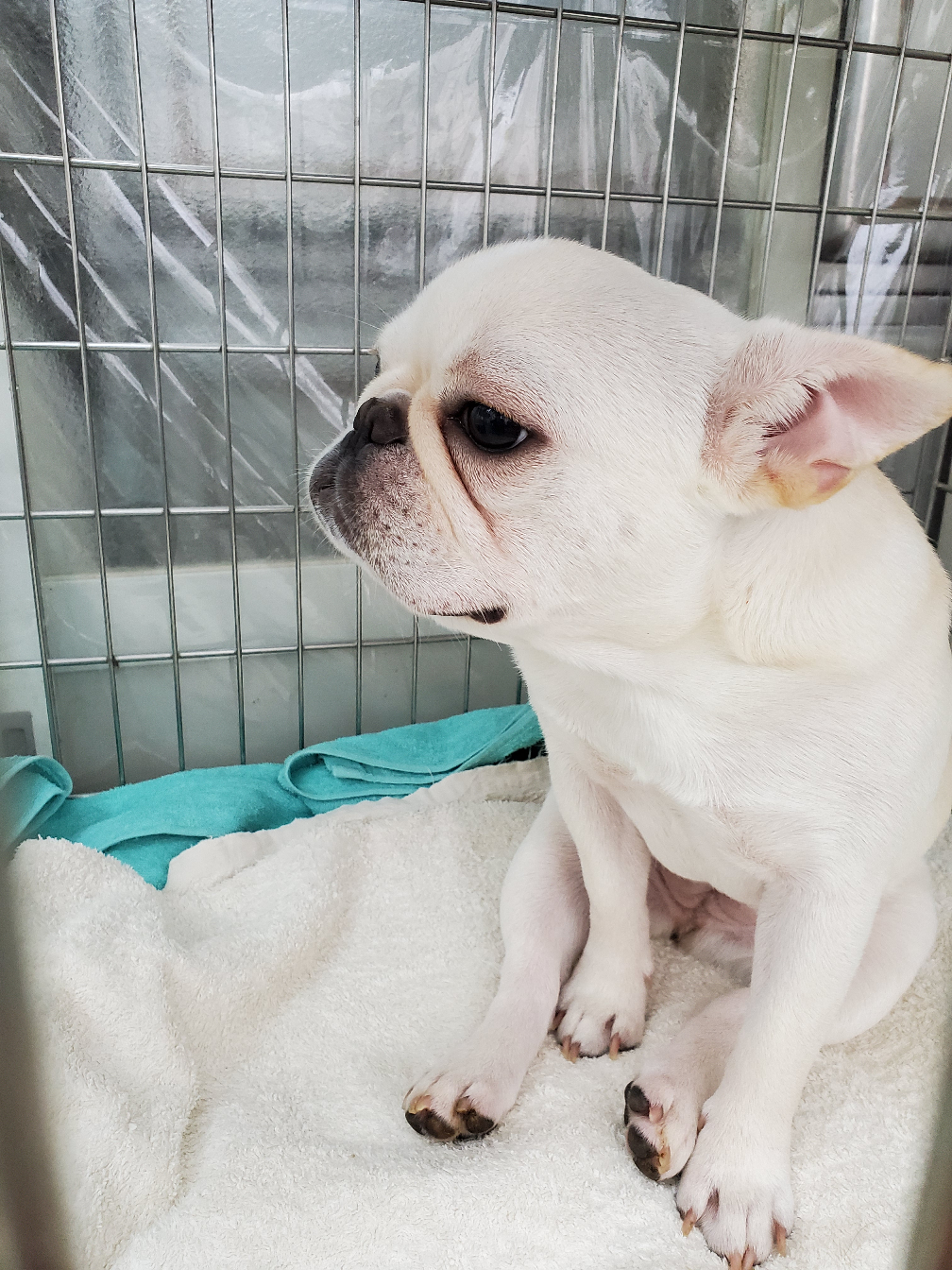 三堀ブリーダー