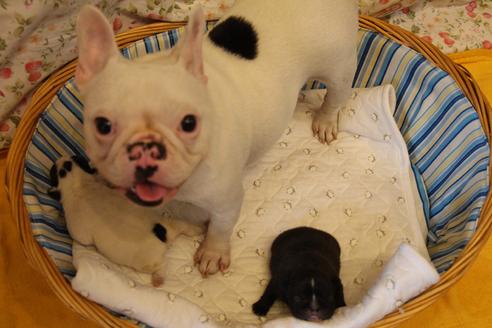 販売中のフレンチブルドッグの親犬