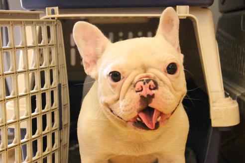 販売中のフレンチブルドッグの親犬