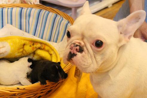 販売中のフレンチブルドッグの親犬