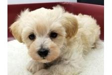 ♀︎マルプー:マルチーズ×トイプードル