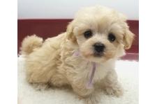 ♀︎マルプー:マルチーズ×トイプードル