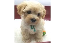 ♀︎マルプー:マルチーズ×トイプードル