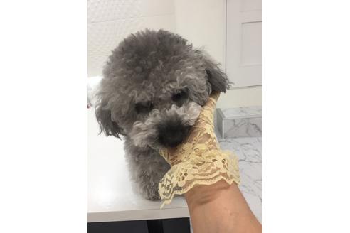 販売中のティーカッププードルの親犬
