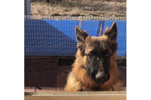 販売中のジャーマンシェパードドッグの親犬