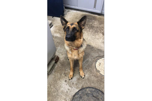 販売中のジャーマンシェパードドッグの親犬