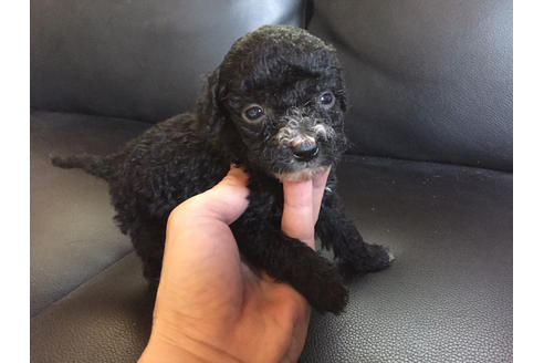 茨城県のミックス犬 男の子 21 05 04生まれ ブラック ホワイトのコッカプーの男の子です 子犬id ブリーダーナビ 茨城県のミックス犬 男の子 21 05 04生まれ ブラック ホワイトのコッカプーの男の子です 子犬id ブリーダーナビ