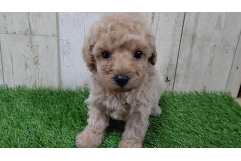 沖縄県でトイプードルの子犬を探す ブリーダーナビ