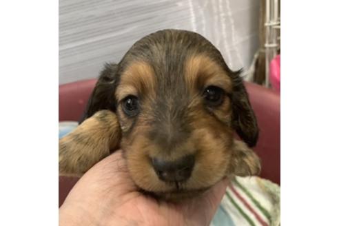 東北でミニチュアダックスフンドの子犬を探す ブリーダーナビ 東北でミニチュアダックスフンドの子犬を探す ブリーダーナビ