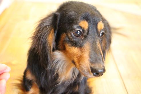 販売中のカニンヘンダックスフンド(ロングヘアード)の親犬