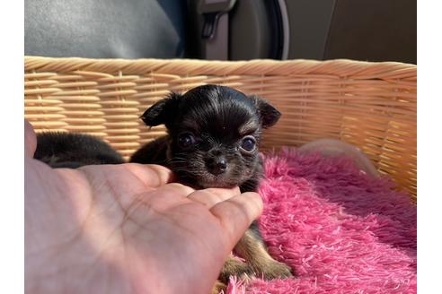 秋田県のミックス犬 女の子 21 05 04生まれ パピチワ 極小 極上フェイス しつけ を済ませてからのお引渡しなので安心 子犬id ブリーダーナビ