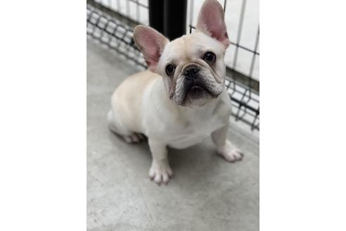 販売中のフレンチブルドッグの親犬