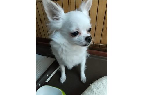 販売中のチワワ(ロングコート)の親犬