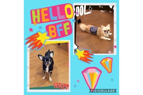 販売中のチワワ(ロングコート)の親犬