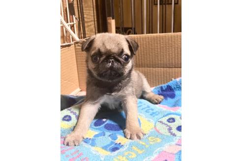 岡山県でパグの子犬を探す ブリーダーナビ 岡山県でパグの子犬を探す ブリーダーナビ