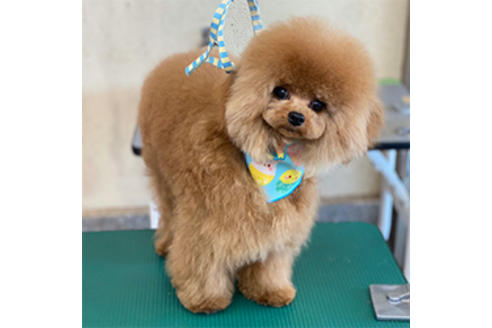 販売中のティーカッププードルの親犬