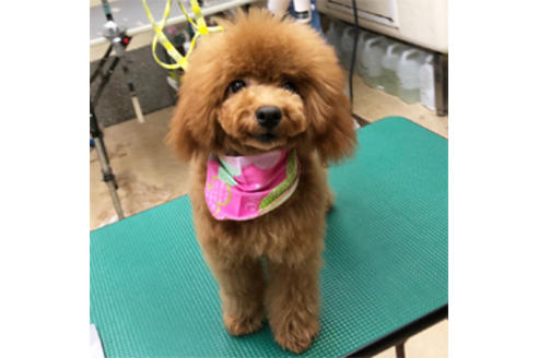 販売中のティーカッププードルの親犬