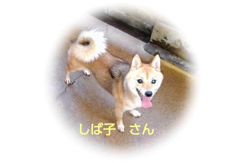 販売中の豆柴の親犬
