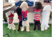 山本美沙ブリーダー