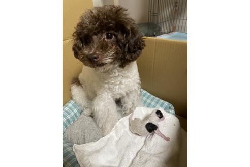 販売中のトイプードルの親犬