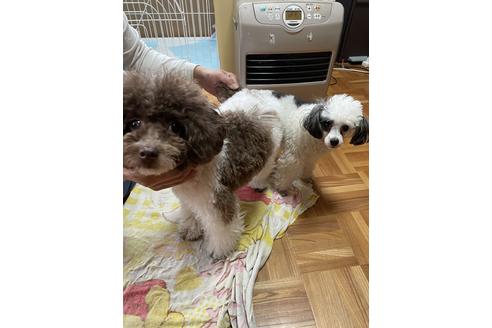 販売中のトイプードルの親犬